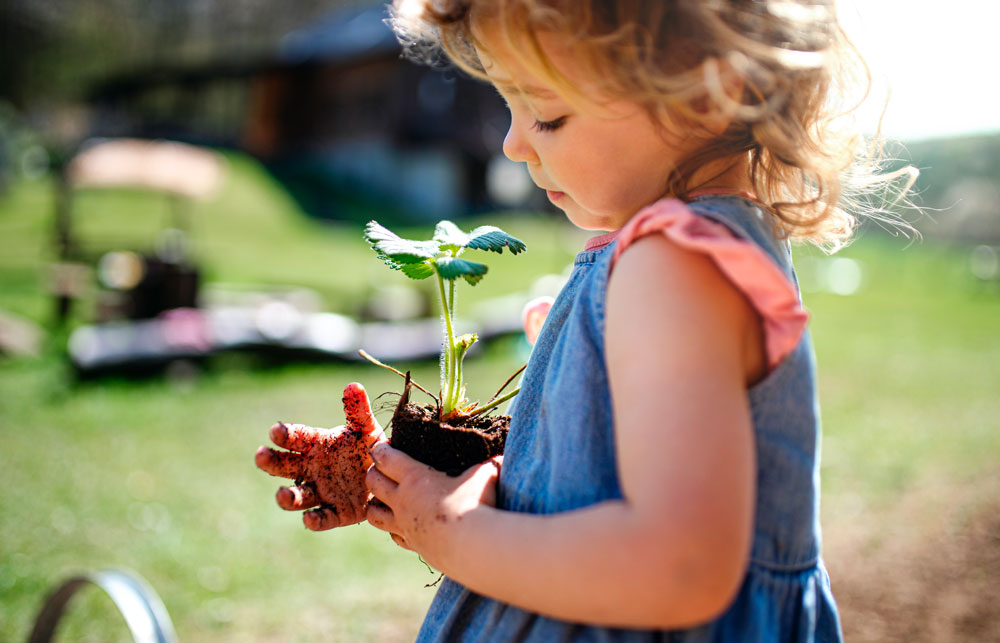 Une fillette qui plante un fraisier, une image de développement durable